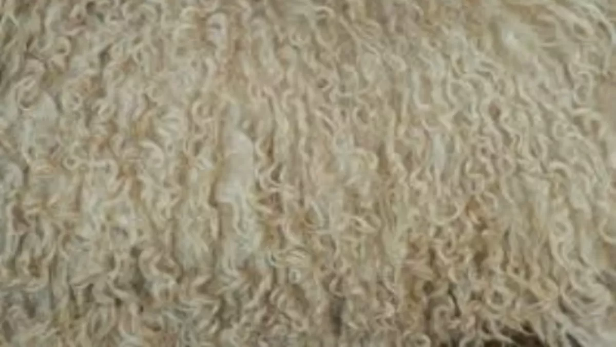 NZ lamb wool prices jump to 4-year high, aided by Chinese demand, US dollar strength