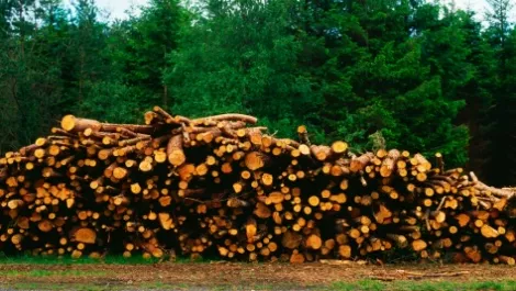 NZ export log prices record first drop in eight months as Chinese inventories build