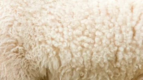 NZ Merino inks $8 million contract to supply US-based SmartWool