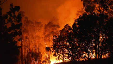 VyOS offering pro bono network subscriptions to those affected by bushfires